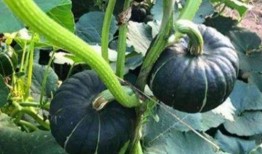 网红的吃瓜群号叫什么